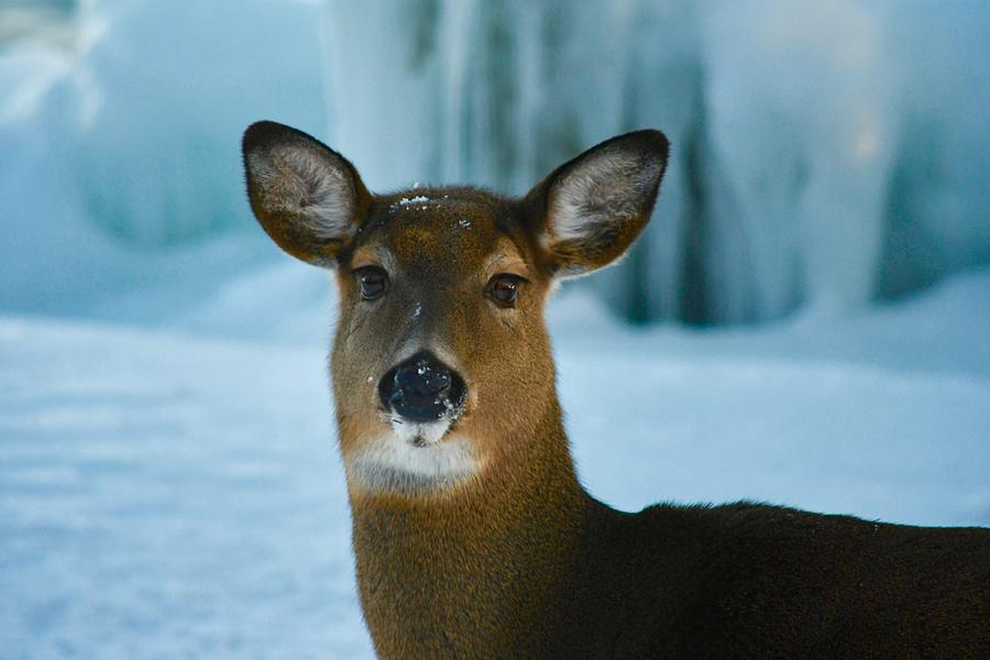 Deer and Ice Wall Photograph by Hella Buchheim