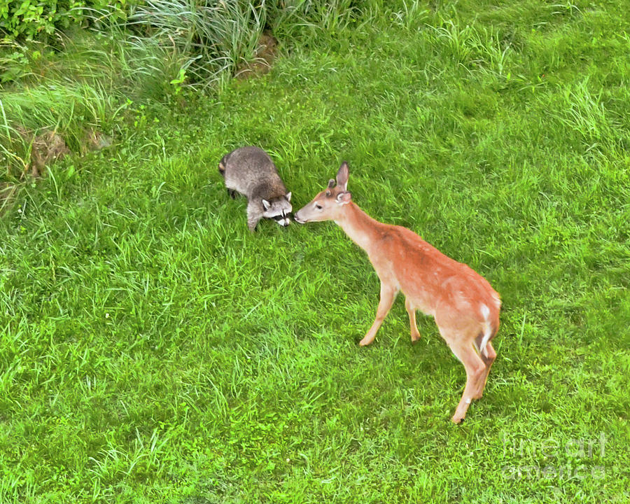 Deer and Raccoon - A Real Life Bambi Moment Photograph by Kerri Farley