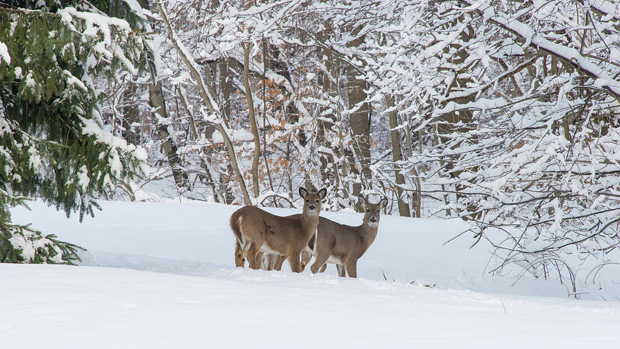 Deer And Snow In The Park Photograph by Gary Slawsky