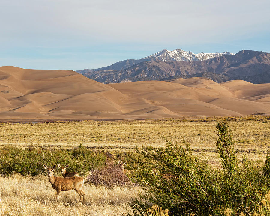 Deer And The Colorado Sand Dunes Photograph by James BO Insogna