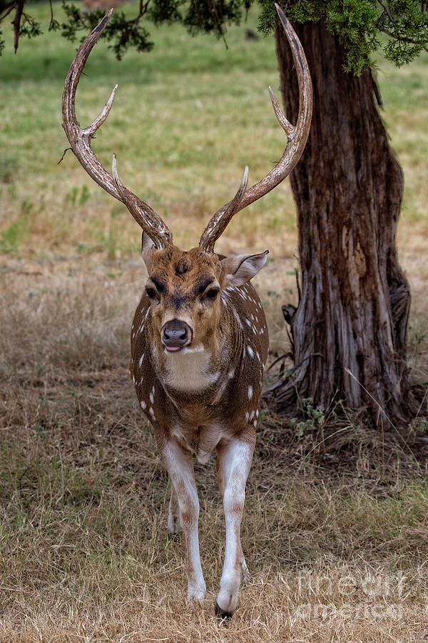 Deer Antlers Photograph by Douglas Barnard