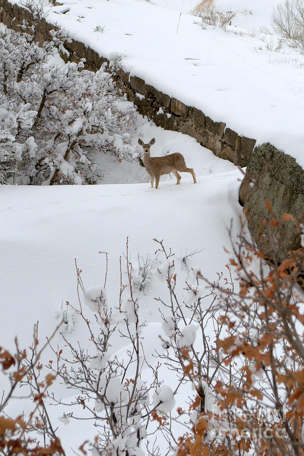 Deer Photograph - Deer at Castlewood Canyon by Anjanette Douglas