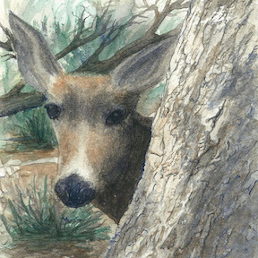 Deer Painting - Deer at Descanso Gardens by Nancy Halpin