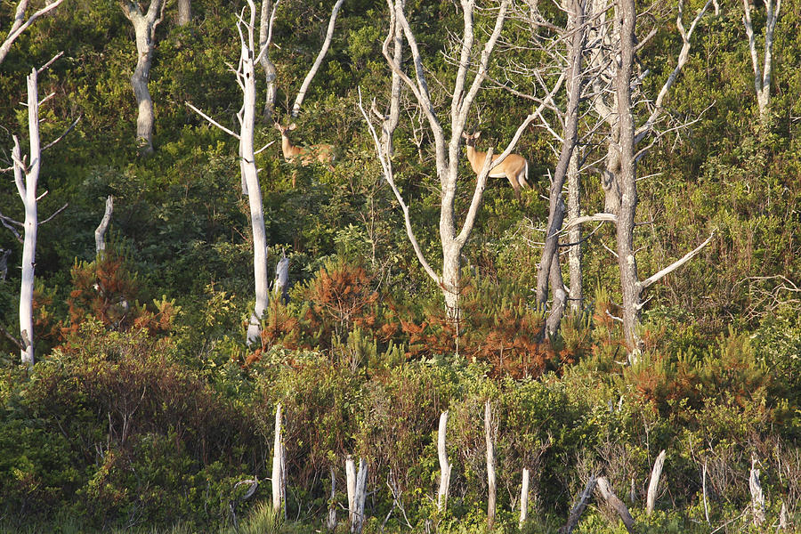 Deer at Doanes Bog Pond Photograph by Thomas Sweeney