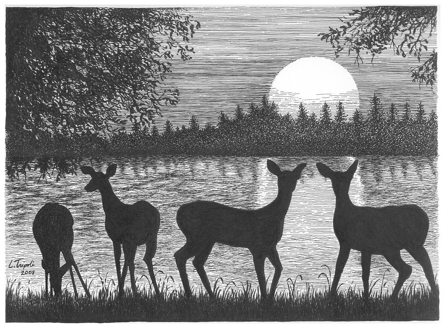 Deer at Dusk Drawing by Lawrence Tripoli