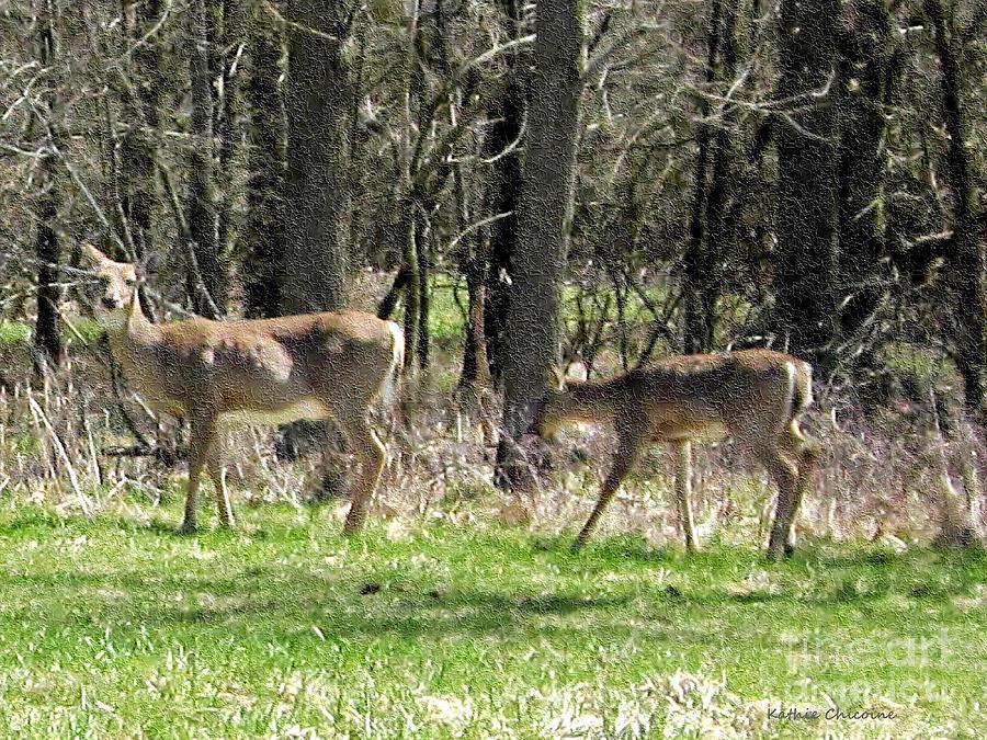 Deer at Lakewood  Photograph by Kathie Chicoine