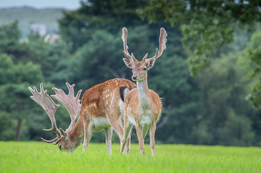 Deer at Margam Country Park Photograph by Stephen Jenkins