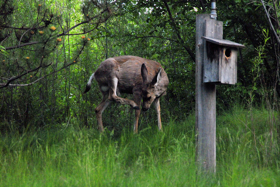 Deer at MK Nature Center Photograph by Michelle Halsey