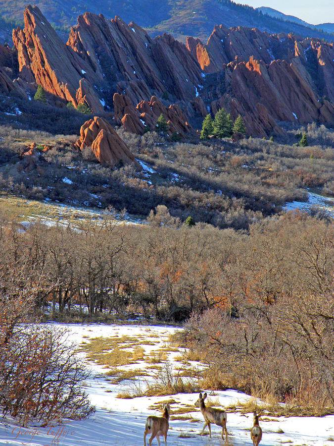 Deer at Roxborough Photograph by George Tuffy