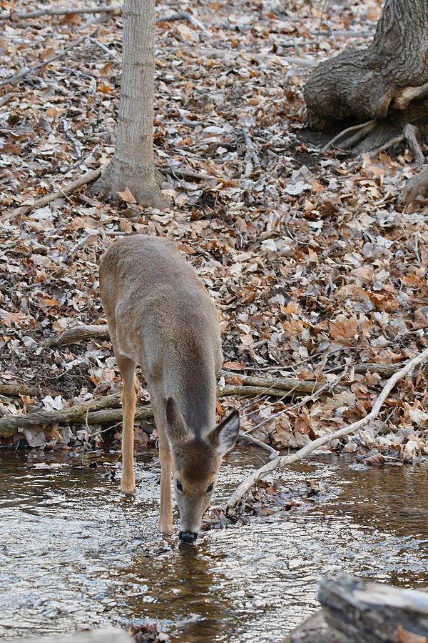 Deer at Stream Photograph by Michael Peychich