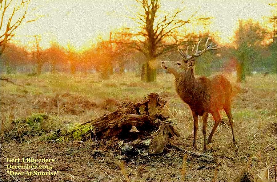 Deer Painting - Deer At Sunrise H A by Gert J Rheeders