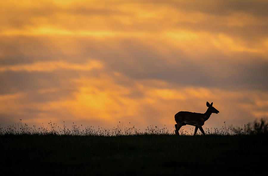 Deer at sunset Photograph by Sandy Roe