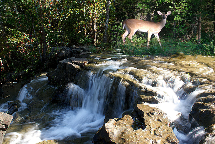 Deer Photograph - Deer At The Falls by Rick Friedle