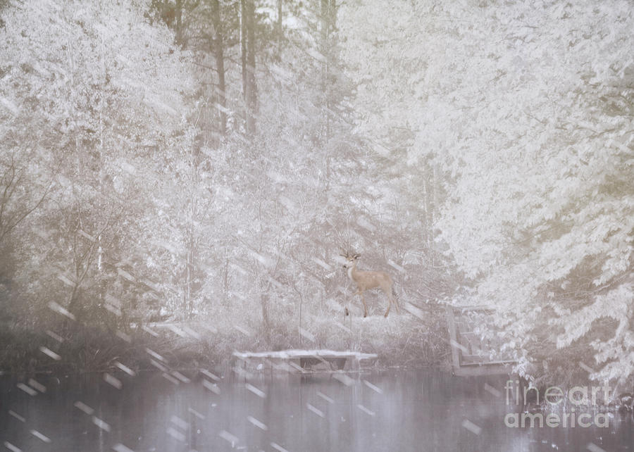 Deer at the Pond in Winter Photograph by Hal Halli
