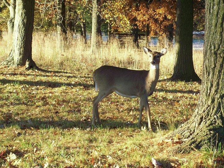 Deer at Valley Forge by Francis Chester Deer at Valley Forge by Francis Chester