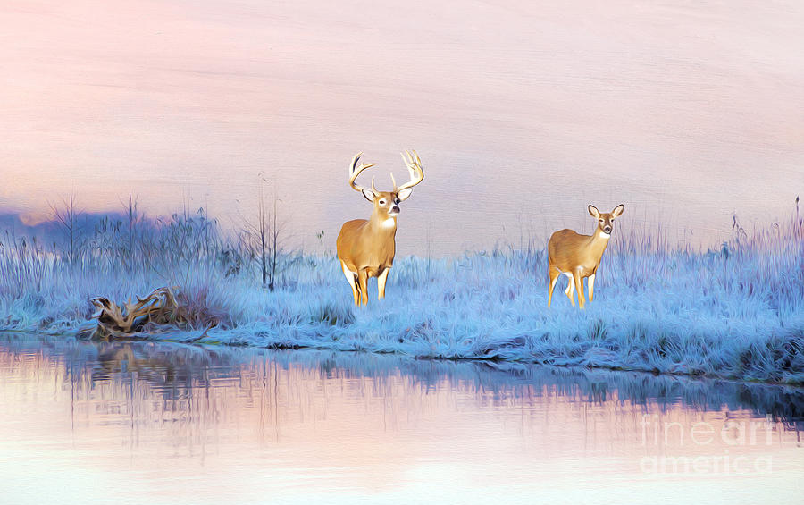Deer Photograph - Deer at Winter Pond by Laura D Young