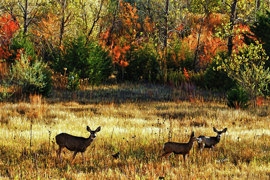 Nature Photograph - Deer Autumn by Bill Kesler