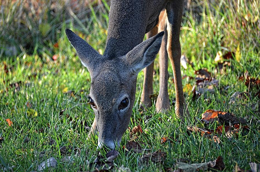 Deer beauty Photograph by Ronda Ryan