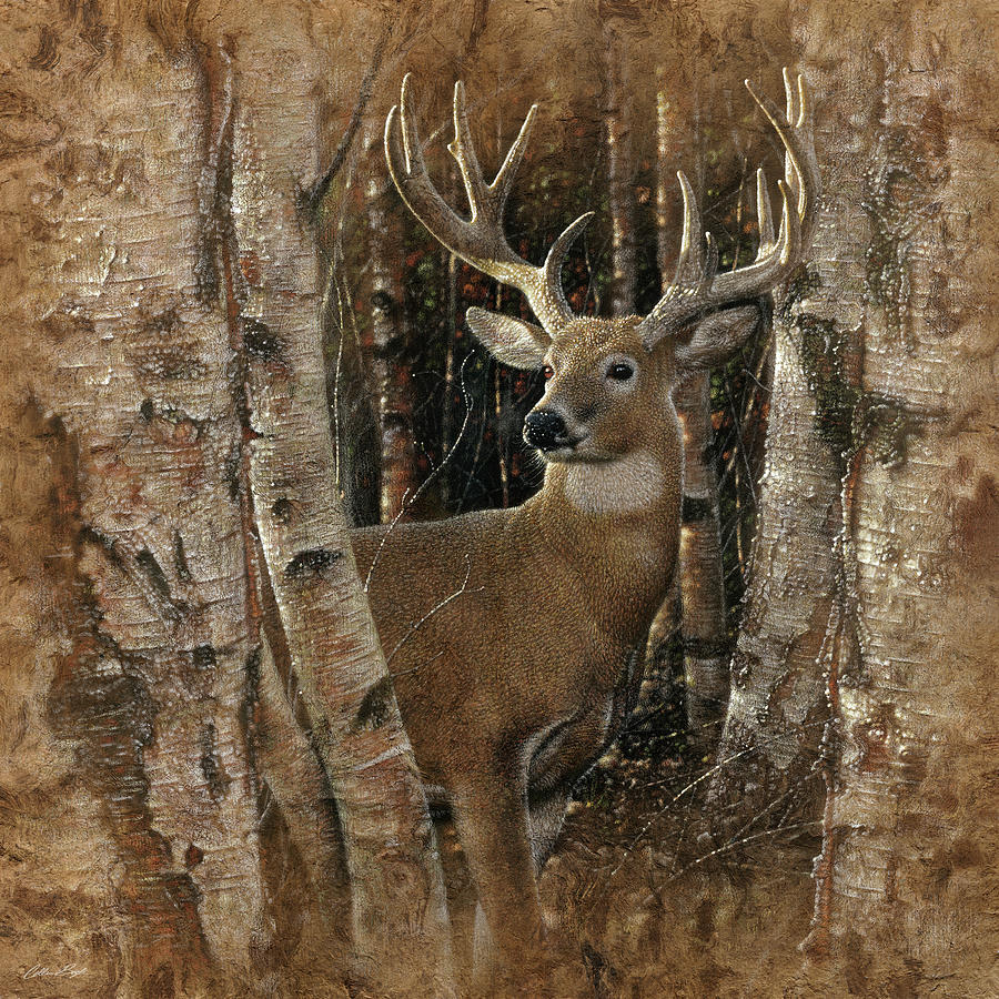 Deer - Birchwood Buck Painting by Collin Bogle