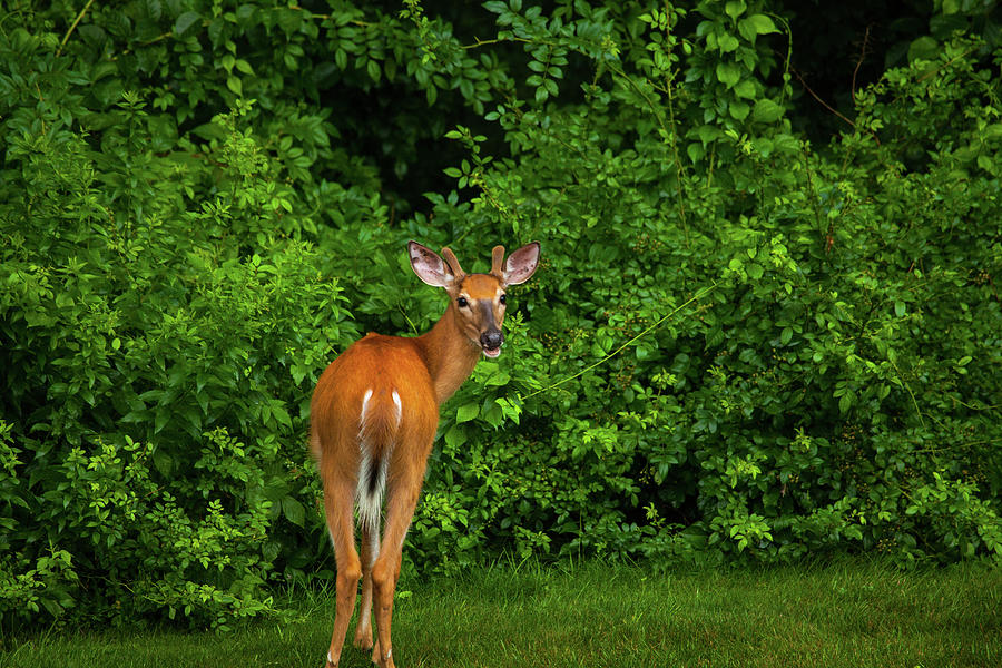 Deer Buck Photograph by Karol Livote