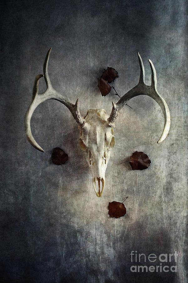 Deer Buck Skull with Fallen Leaves Photograph by Stephanie Frey