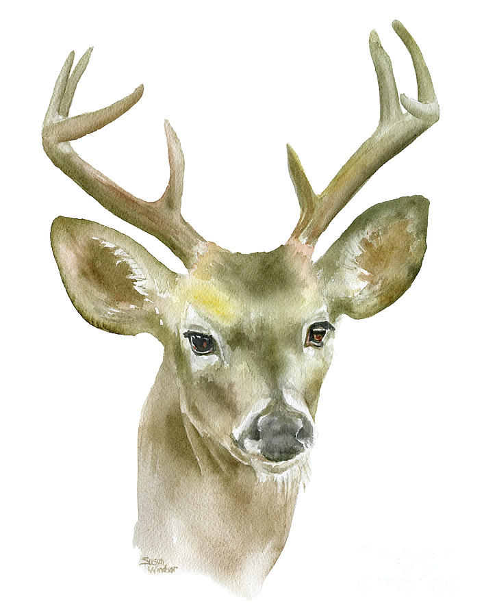 Deer Painting - Deer Buck Watercolor by Susan Windsor