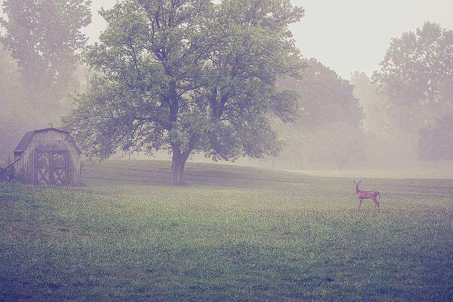 Deer Photograph - Deer by barn on a foggy morning by Maxwell Dziku Deer Photograph - Deer by barn on a foggy morning by Maxwell Dziku