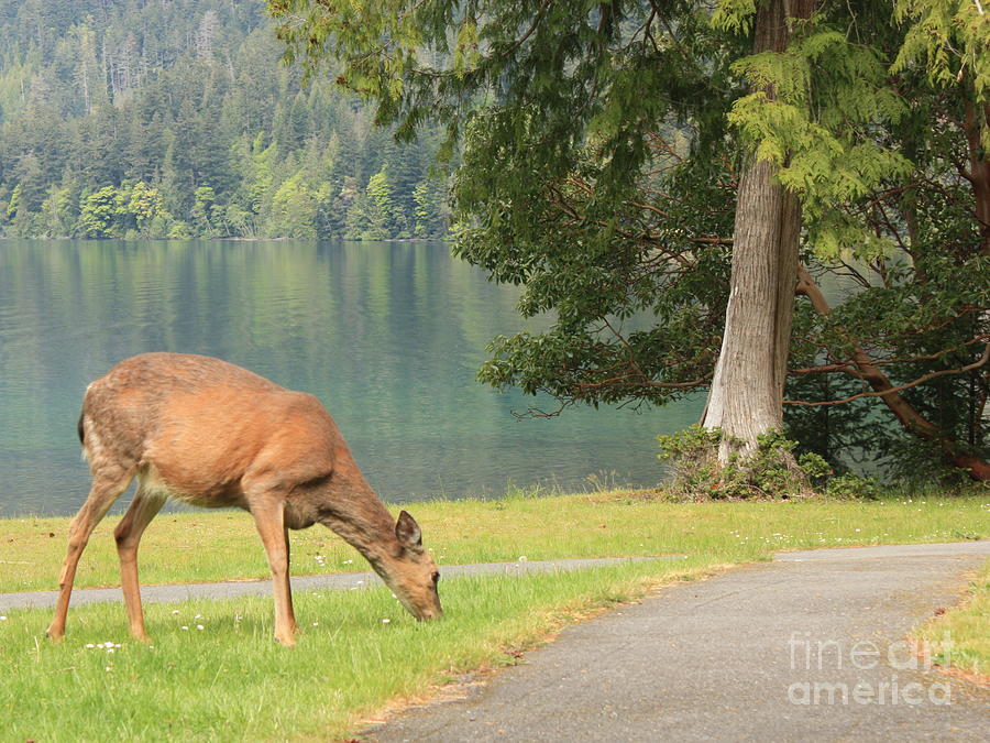 Deer by Lake Photograph by Carol Groenen