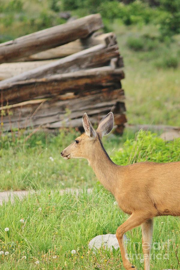 Deer By Ghost Town Photograph by Tonya Hance - Fine Art America