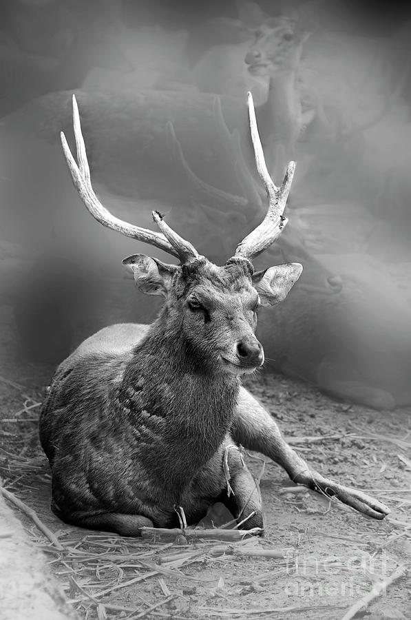 Animal Photograph - Deer by Charuhas Images