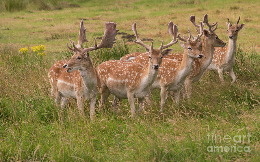 Deer Photograph by Chris Horsnell