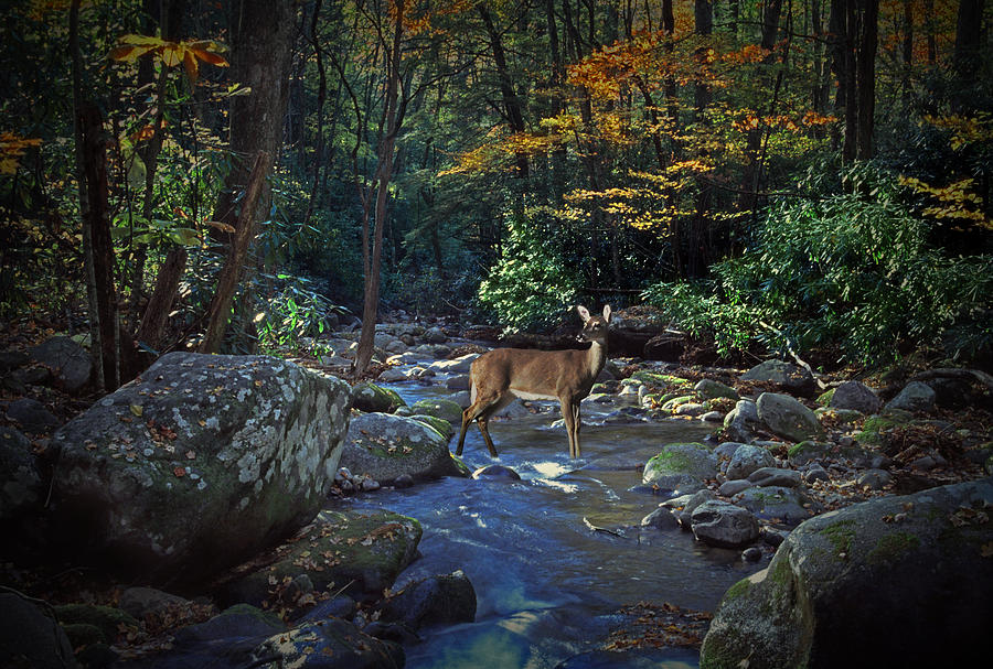 Deer crossing a Stream at Roaring Forks Photograph by Randall Nyhof