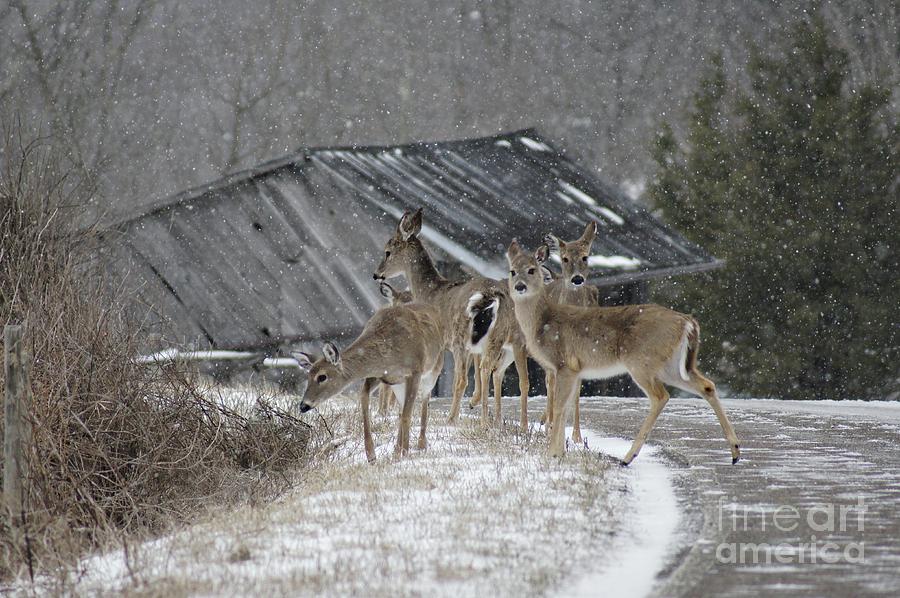 Deer Crossing Ahead Photograph by Benanne Stiens