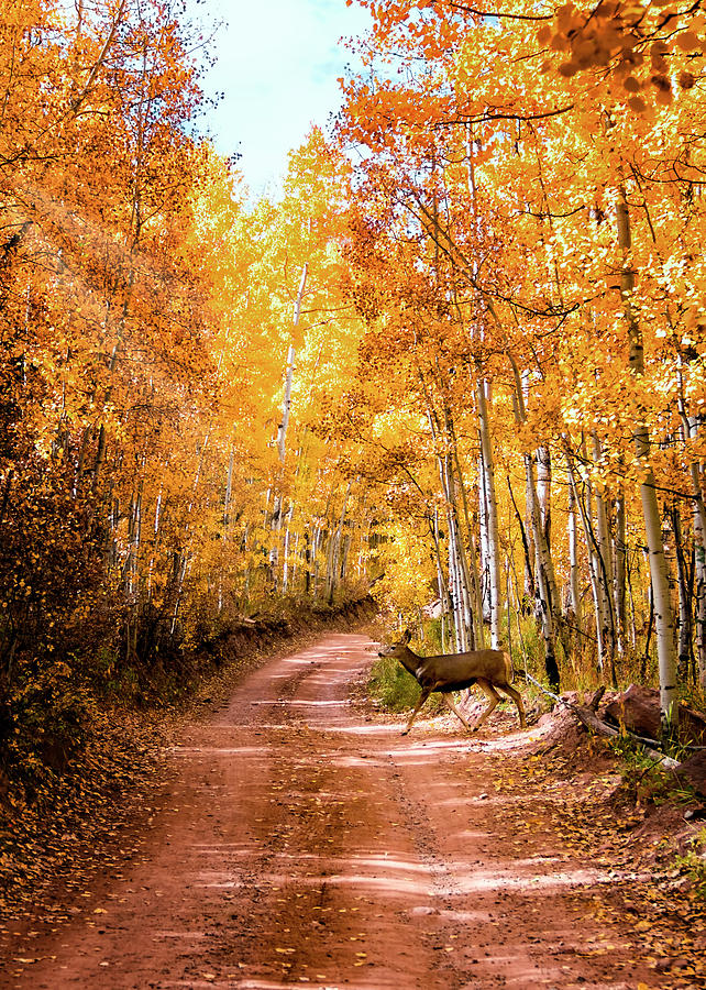 Deer Crossing Autumn Road Photograph by David Soldano