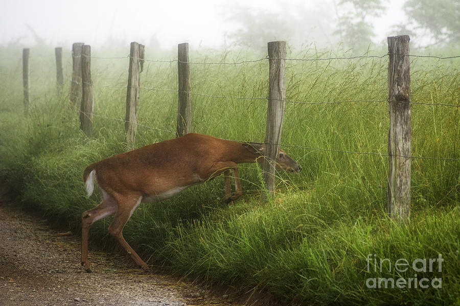 Deer Photograph - Deer crossing. by Itai Minovitz