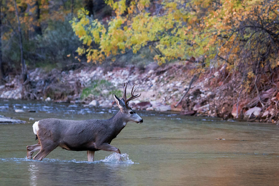 Deer Crossing River Photograph by Wesley Aston