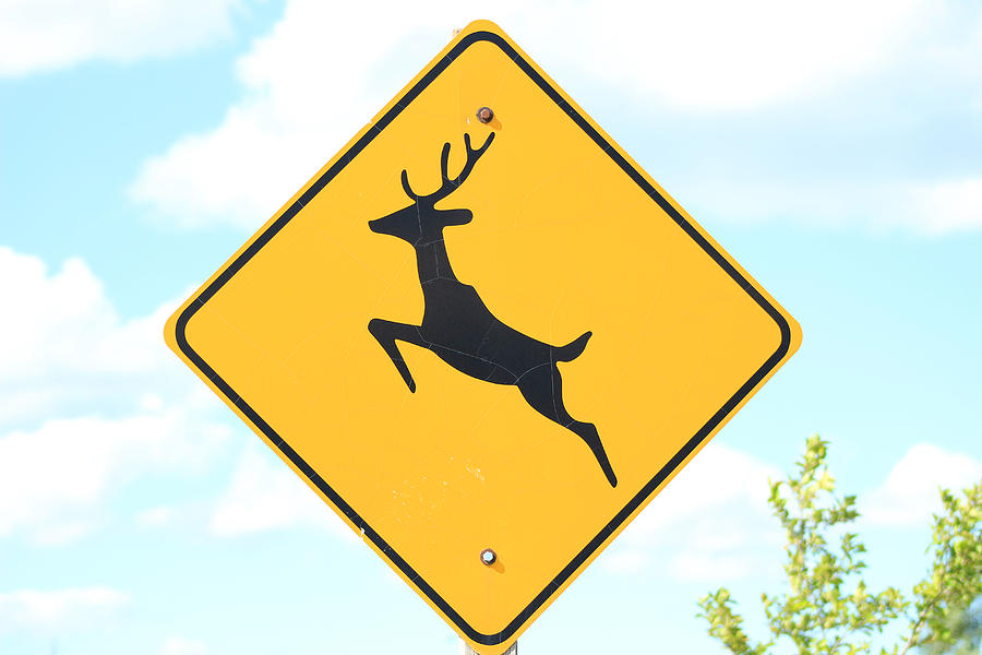 Deer Crossing Road Sign Photograph By Robert Hamm Fine Art America