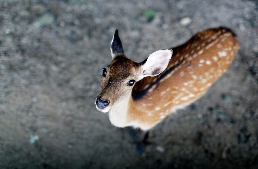 Deer Photograph by David Harding