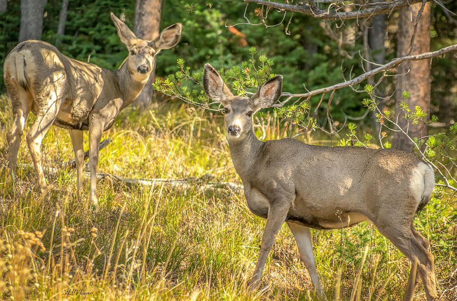Deer Deer Photograph by Will Wagner