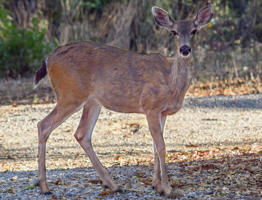 Deer Doe - 2 Photograph