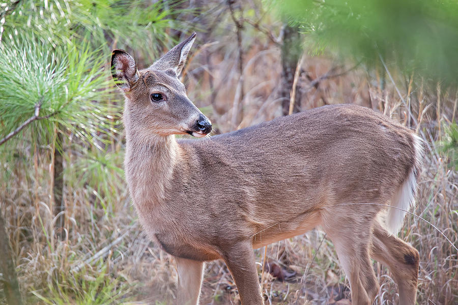 Deer Doe Looking Around Depp Thick Forest Photograph by Alex Grichenko