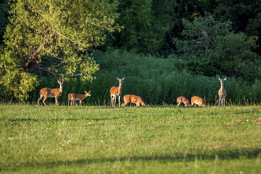 Deer Photograph by Doug Long