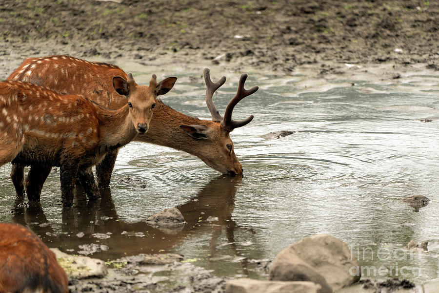 Deer drinking Photograph by Sam Rino