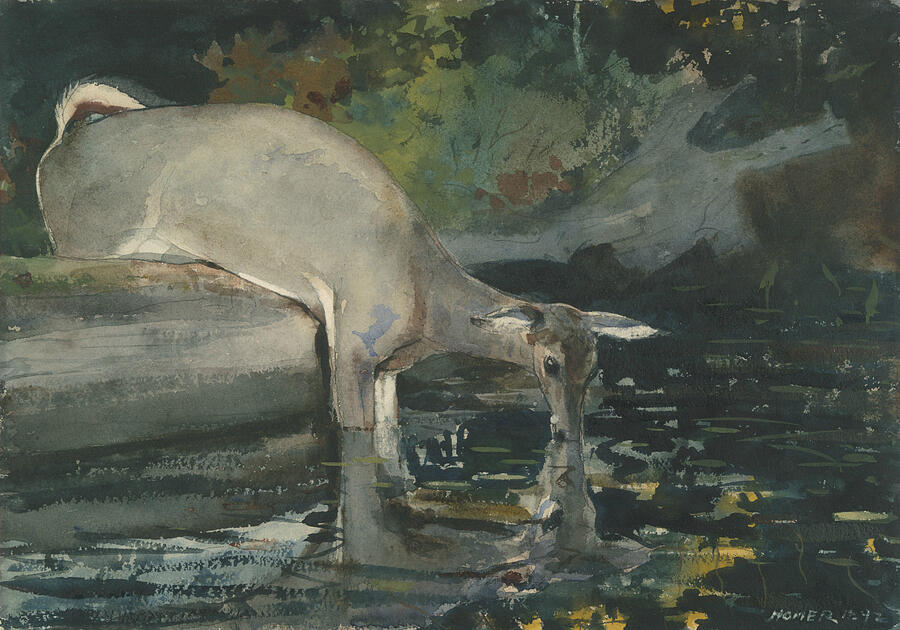 Deer Drinking, from 1892 Painting by Winslow Homer