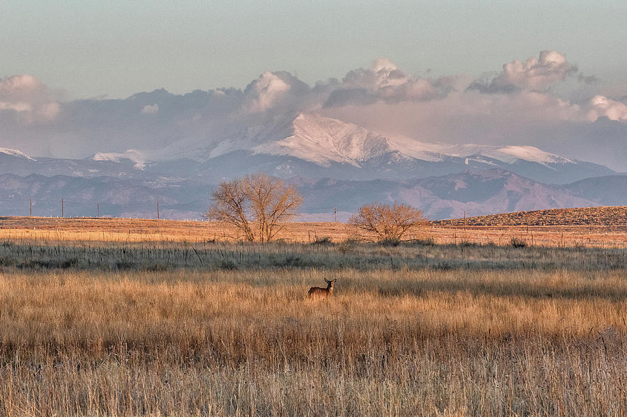 Deer Dwarfed by the Rocky Mountains Photograph by Tony Hake