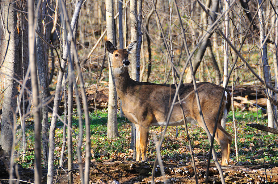 Deer Early Spring Photograph by David Arment