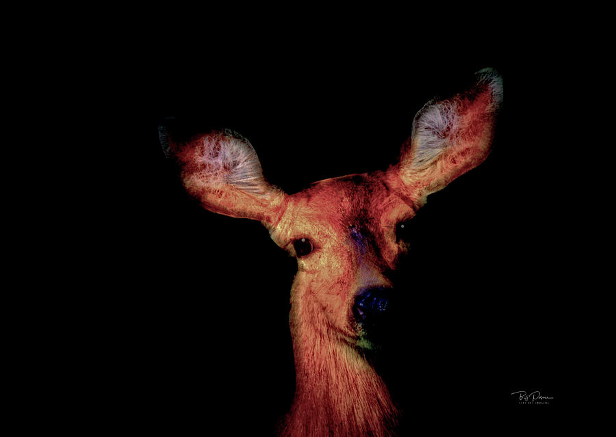 Deer Ears Photograph by Bill Posner