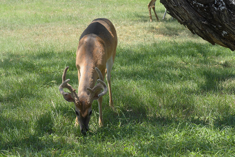 Deer Eating Grass Photograph