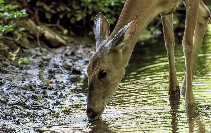 Deer enjoying a drink Photograph by Sam Rino