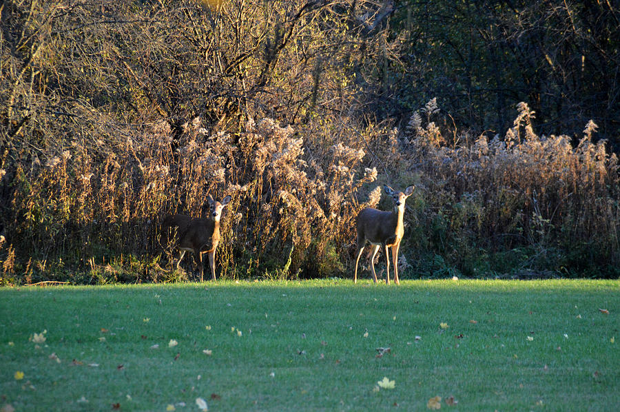 Deer Entering a Field Photograph by Kate Scott